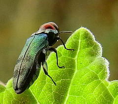 Agrilini