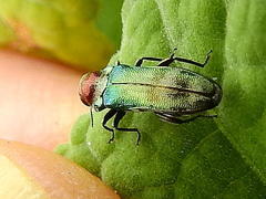 Agrilini