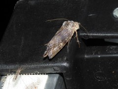Lithomoia germana