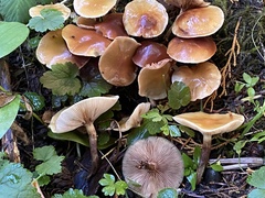 Pholiota malicola