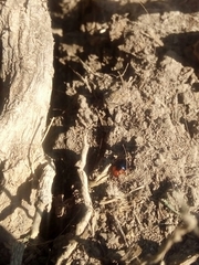Phaedon semimarginatus