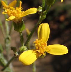 Senecio crenatus