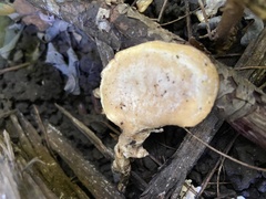 Loweomyces fractipes