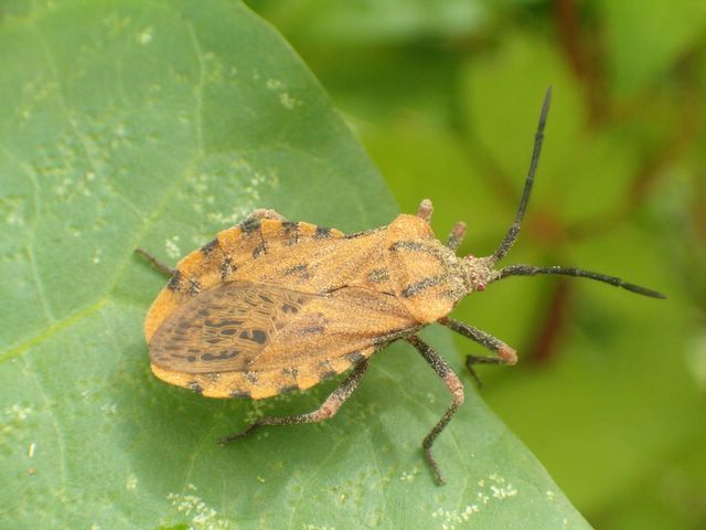 Spartocera fusca (Insectos del Municipio de Jilotepec, Veracruz ...