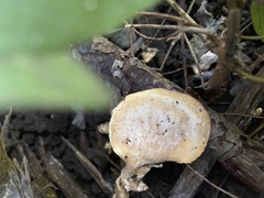 Loweomyces fractipes