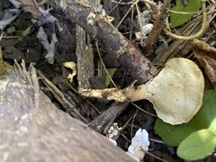 Loweomyces fractipes
