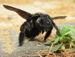 Xylocopa frontalis