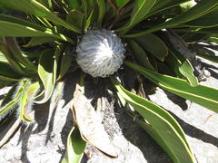 Protea cryophila