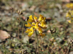 Listia bainesii