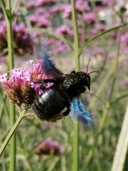 Xylocopa
