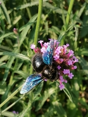 Xylocopa