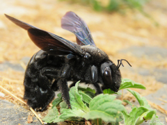Xylocopa frontalis