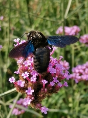 Xylocopa