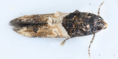 Walshia miscecolorella