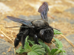 Xylocopa frontalis