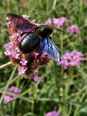 Xylocopa