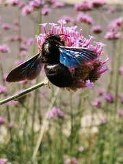 Xylocopa