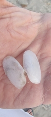 Temnoconcha galathaea