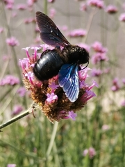 Xylocopa