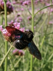 Xylocopa