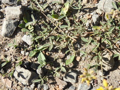 Listia bainesii
