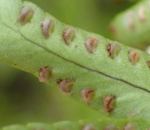 Nephrolepis cordifolia