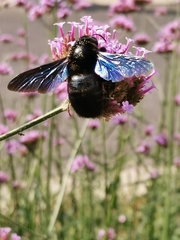 Xylocopa