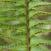 Nephrolepis cordifolia - Photo (c) Nicola van Berkel,  זכויות יוצרים חלקיות (CC BY-SA), uploaded by Nicola van Berkel