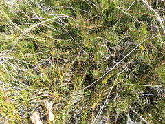 Protea witzenbergiana