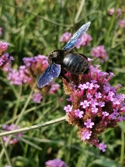 Xylocopa