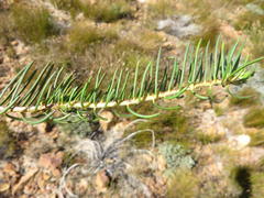 Protea witzenbergiana