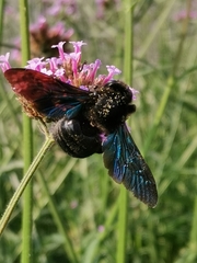 Xylocopa