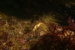 Modiolinae