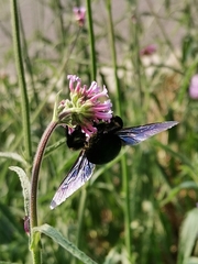 Xylocopa