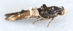Walshia miscecolorella