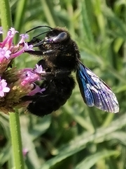 Xylocopa