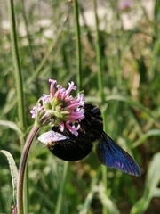 Xylocopa