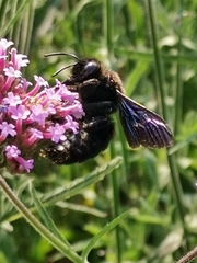 Xylocopa