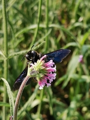 Xylocopa