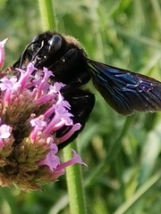 Xylocopa