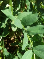 Diptera