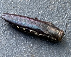 Agrilus difficilis
