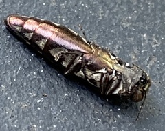 Agrilus difficilis
