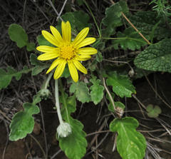 Arctotis arctotoides