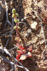Crassula tomentosa