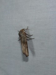 Lithomoia germana