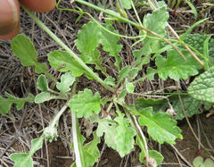 Arctotis arctotoides