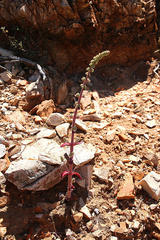Crassula tomentosa