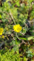 Hibbertia crinita