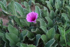 Ipomoea oblongata